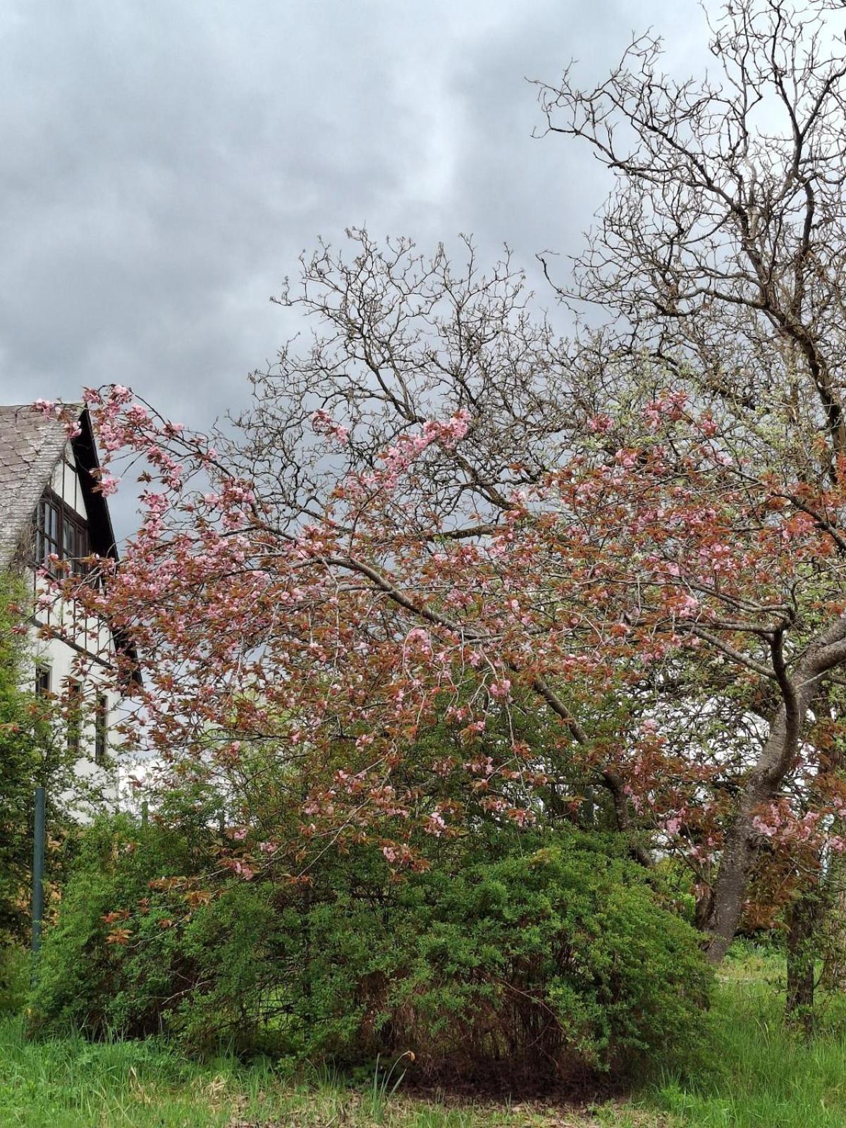 Neu Renovierte Wohnung Mit Traumaussicht & Natur Pur Schnabelwaid ภายนอก รูปภาพ